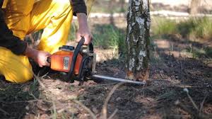 Best Tree Disease Treatment  in Athens, GA