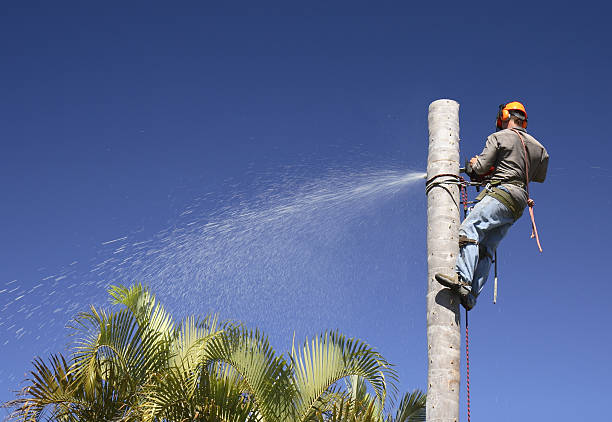 Best Fruit Tree Pruning  in Athens, GA