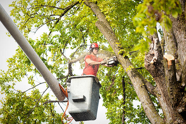 Best Stump Grinding and Removal  in Athens, GA